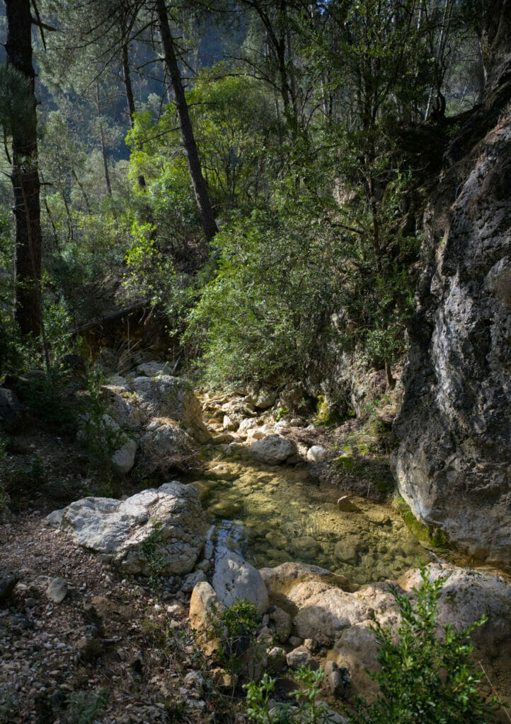 cazorla borosa