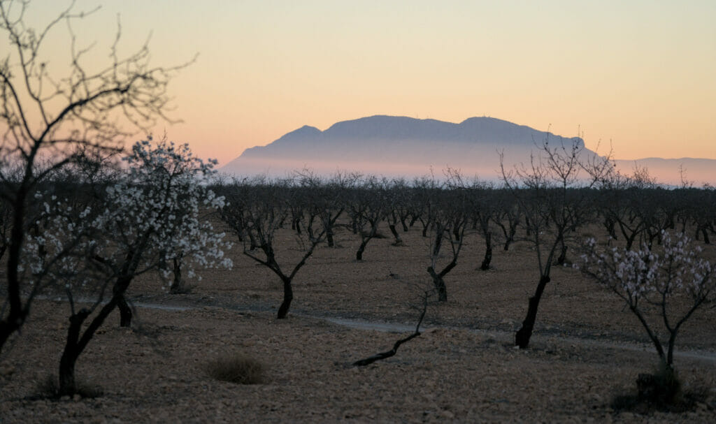 lumière du matin et amandiers en andalousie