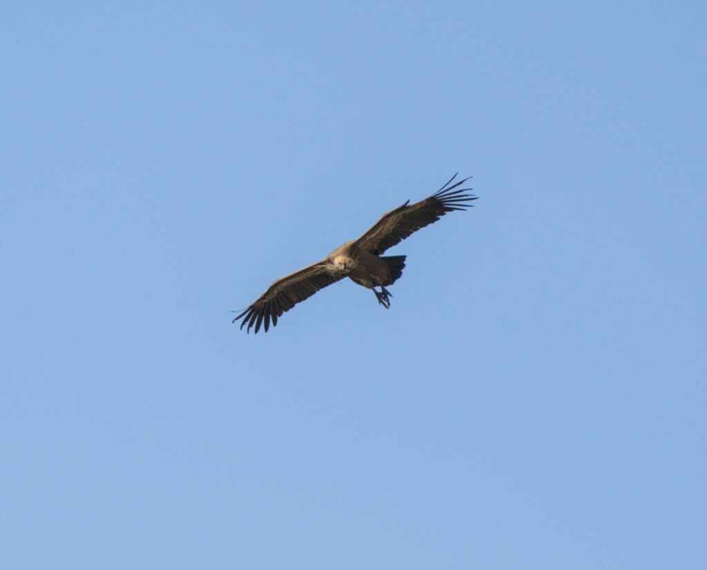 vautour andalousie