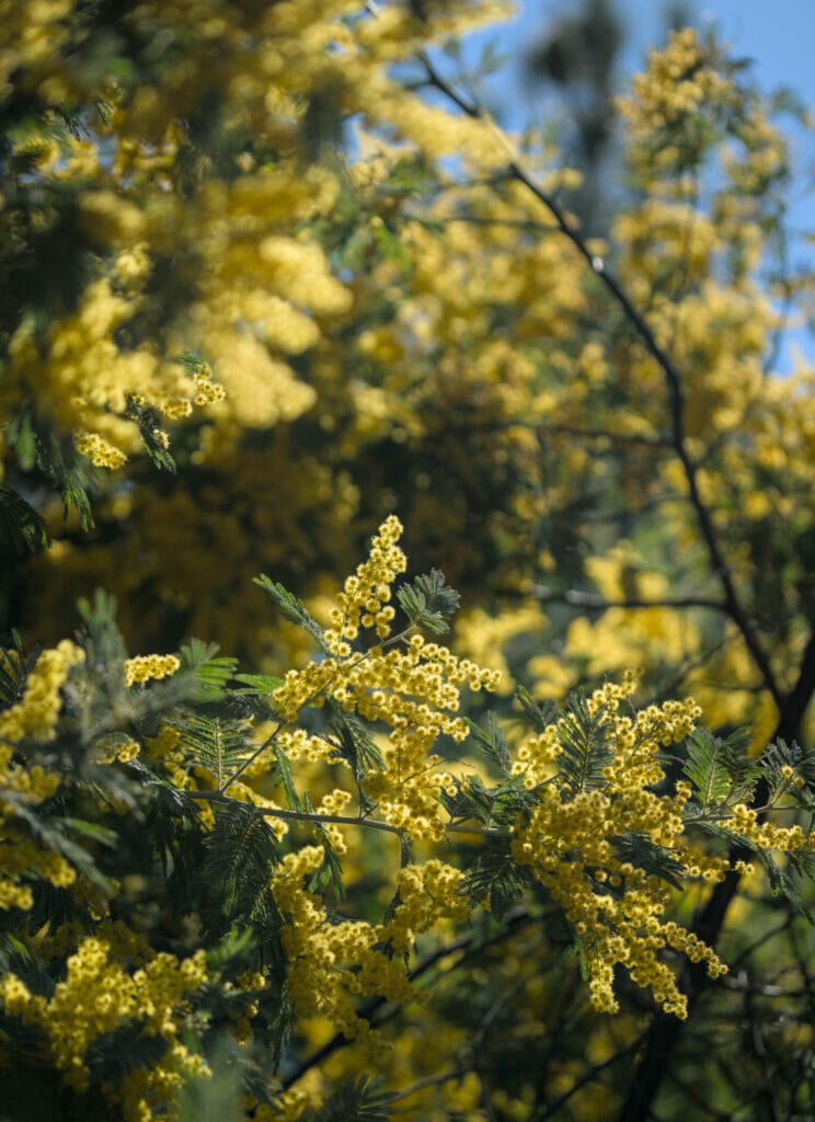 fleurs riomalo