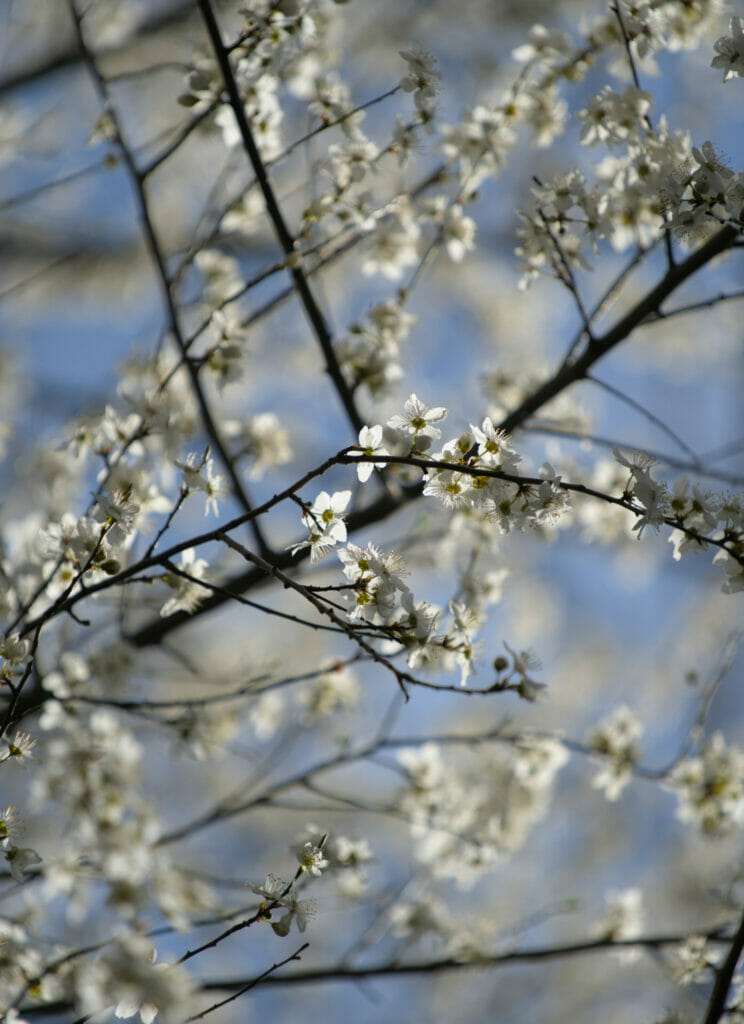 arbre en flaur