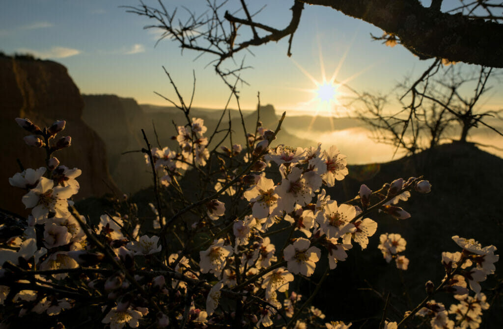 amandier au lever du soleil