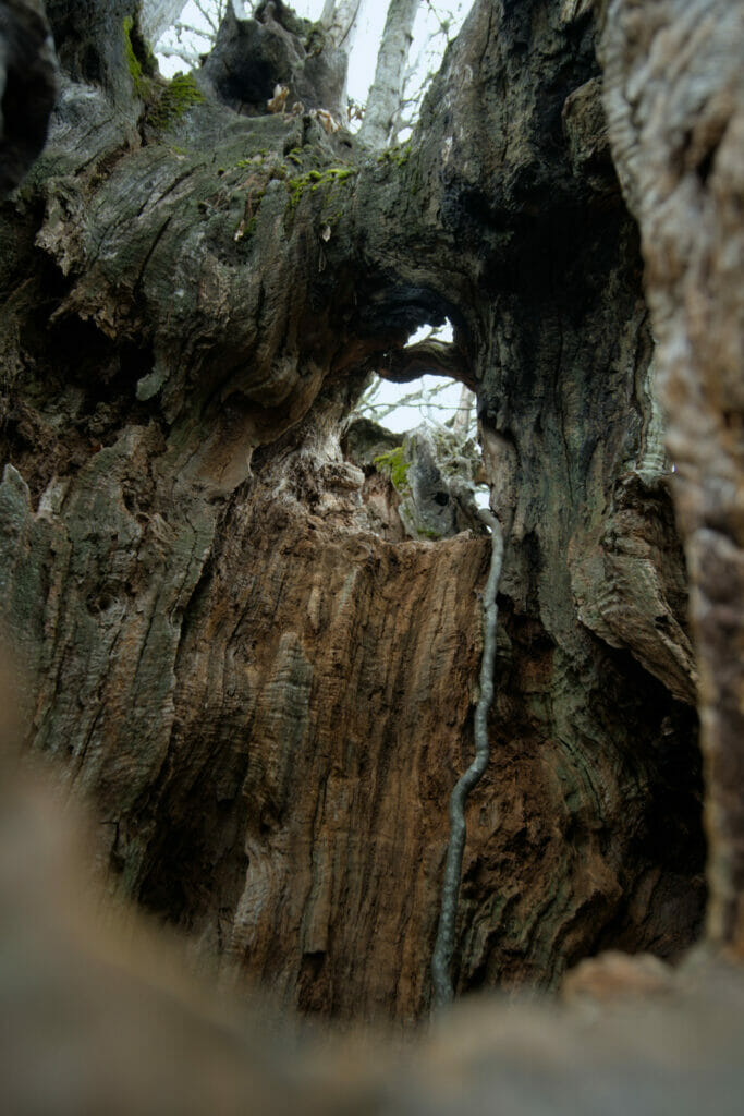 arbre centenaire