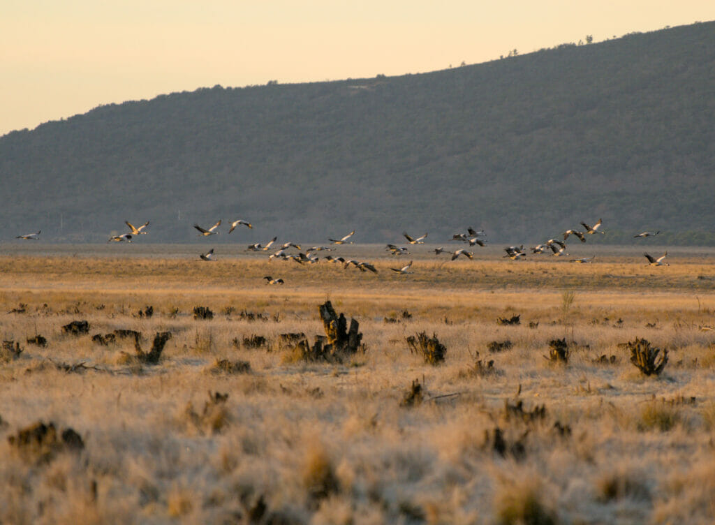 oiseaux migrateurs au parc national de Cabaneros