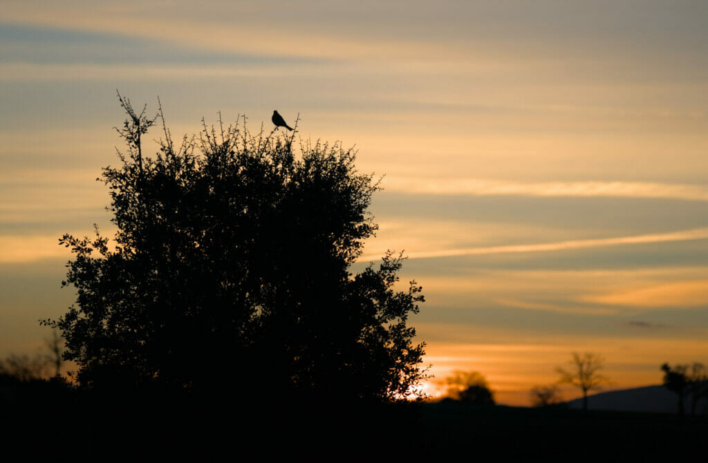 sunset cabaneros