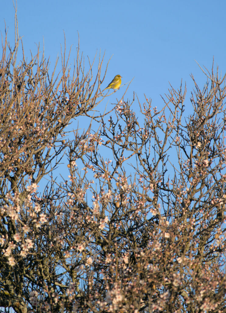 oiseau jaune cabaneros