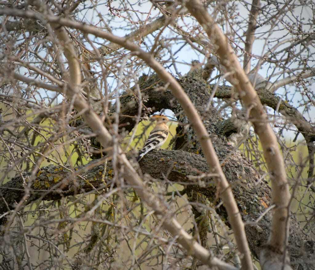 oiseau Tolède