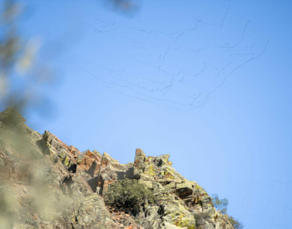oiseau migrateur dans le ciel du parc national de los Cabaneros
