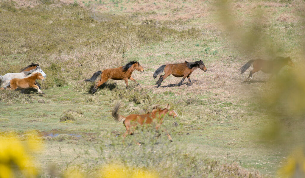 chevaux sauvages