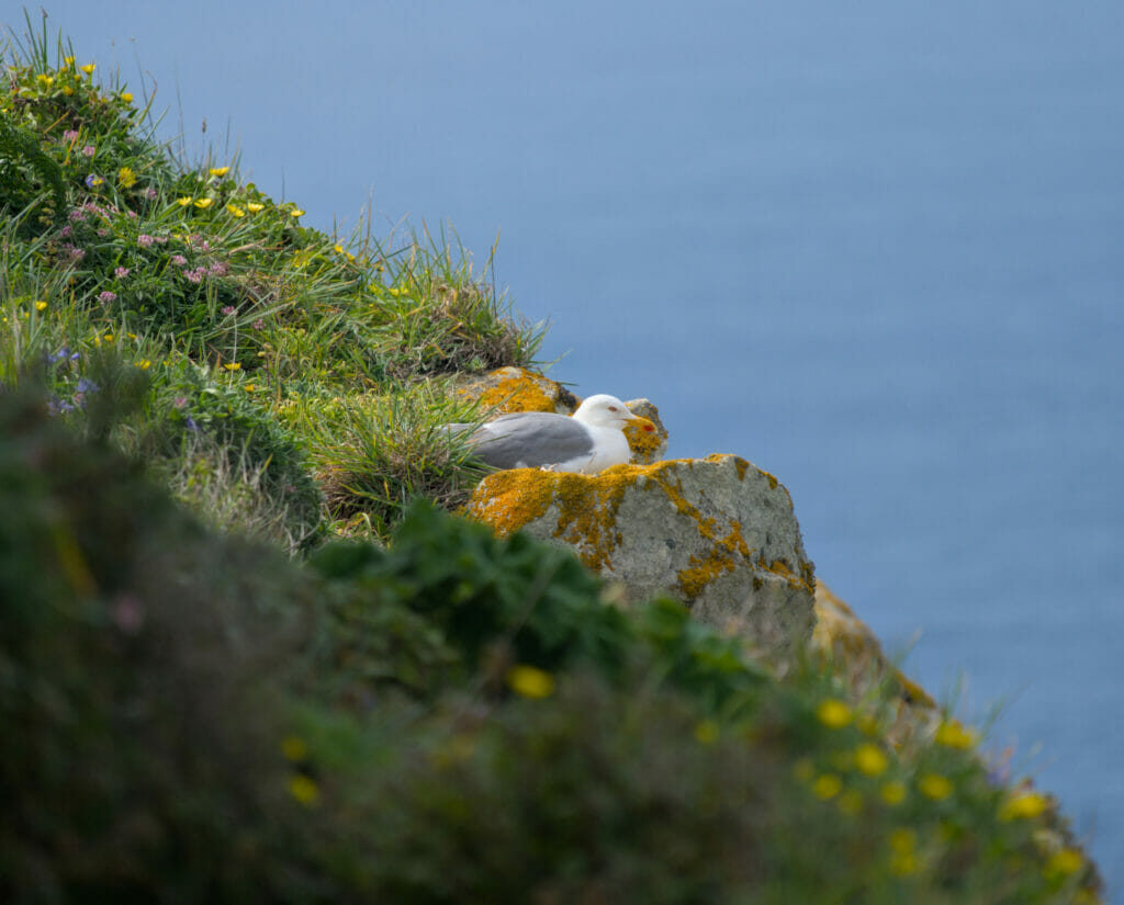 goélands sur les îles Cies en Galice