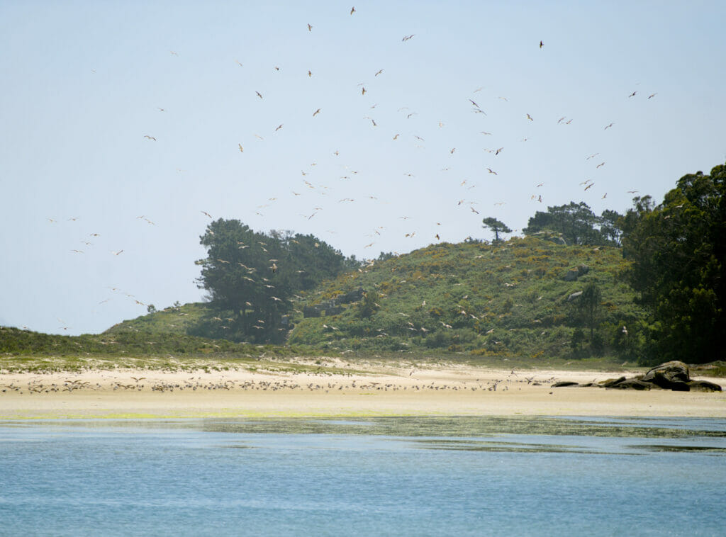 les goélands des îles Cies