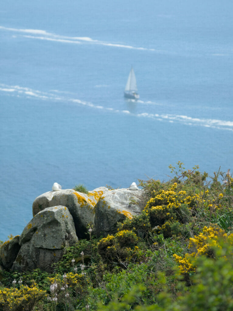 oiseaux sur les îles Cies