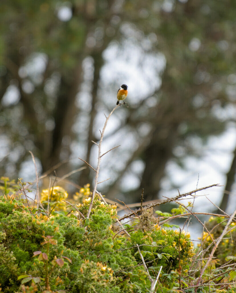 oiseau sur les îles Cies