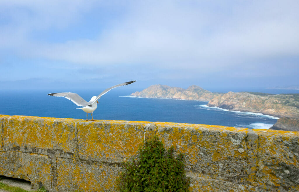 goéland prêt à s'envoler sur les îles Cies