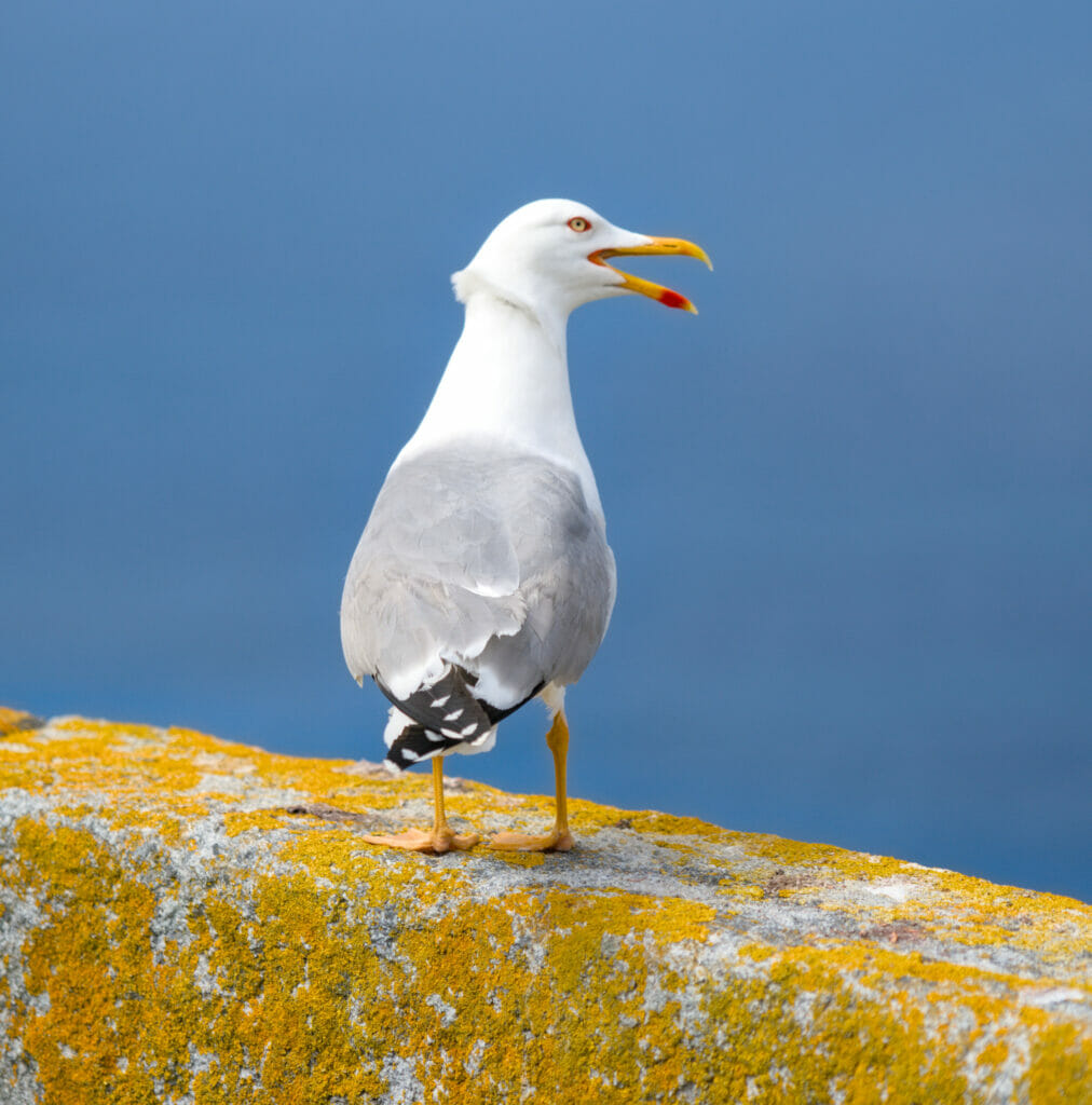 un goéland sur les îles Cies