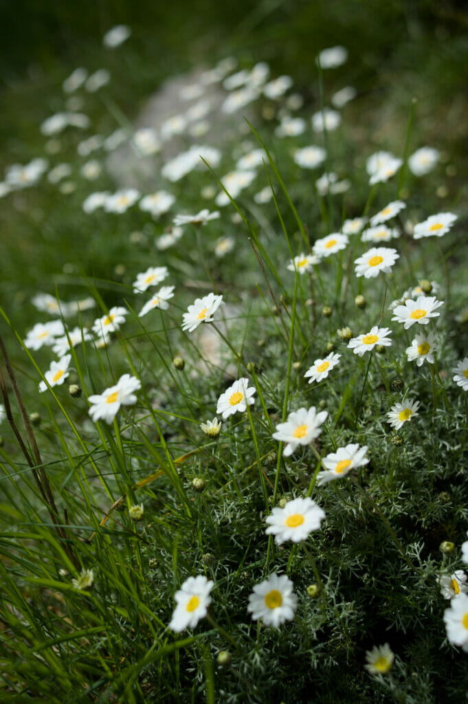 fleurs en randonnée