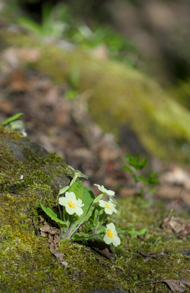 fleur en rando