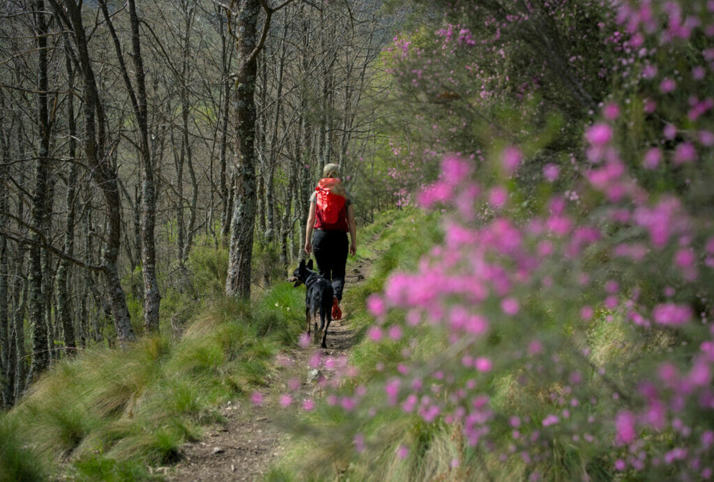 rando chien bierzo