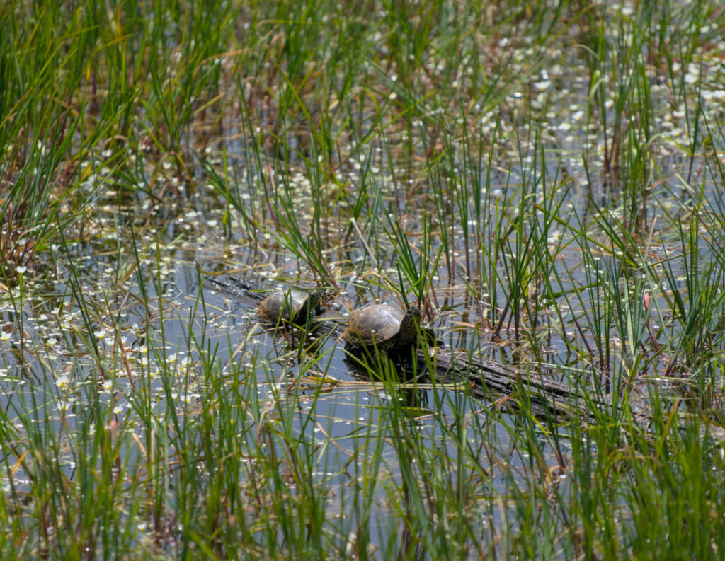 tortues lac somido