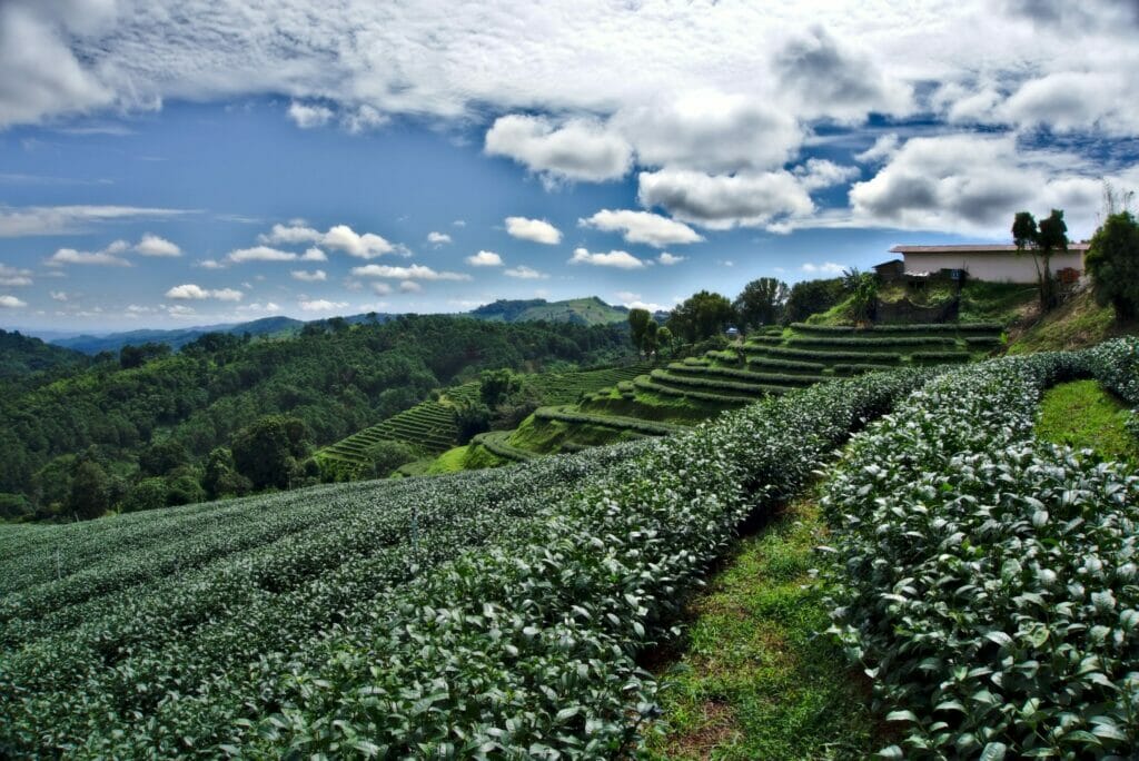 Les plantations de thé à Mae Salong