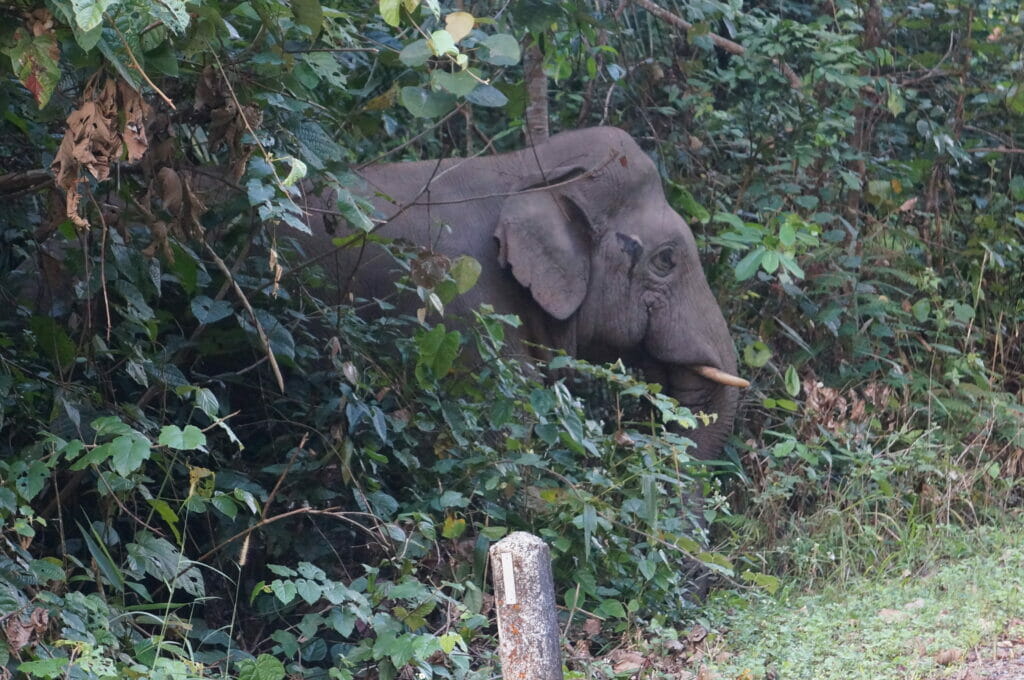 Éléphant sauvage dans le parc de Khao Yai