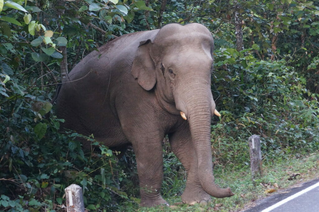 Wild elephant in Khao Yai Park