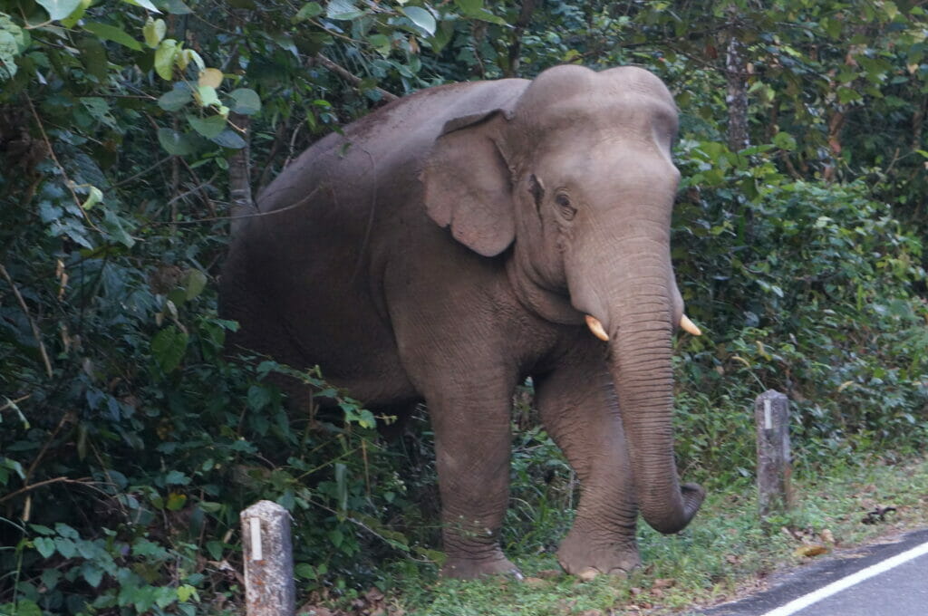 Un éléphant sauvage dans Khao Yai