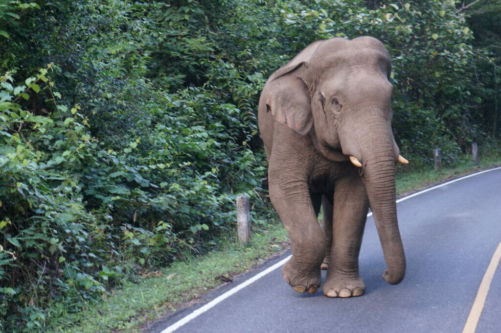 Wild elephant in Khao Yai