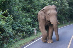 Un éléphant sauvage dans le parc national de Khao Yai