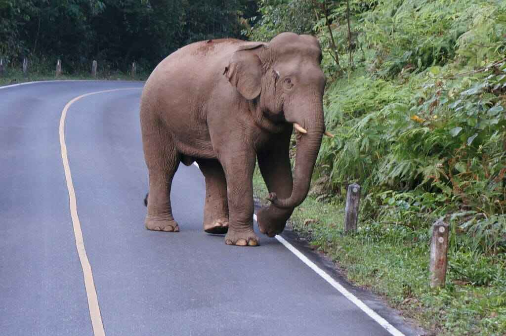 Un éléphant sauvage dans Khao Yai