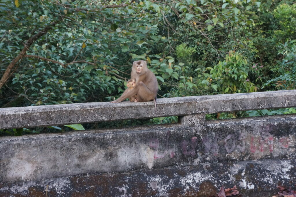 Un singe dans le parc de Khao Yai