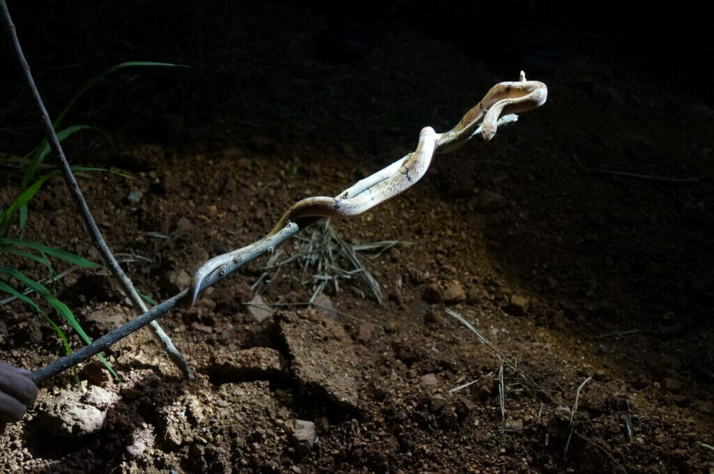 Un serpent au venin mortel