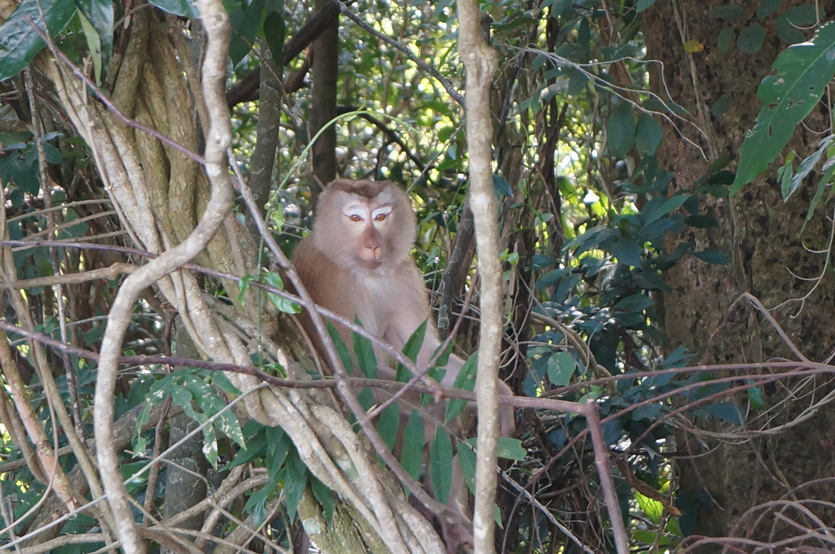Un singe dans la jungle de Khao Yai