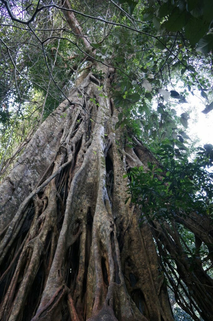 Un arbre géant dans Khao Yai