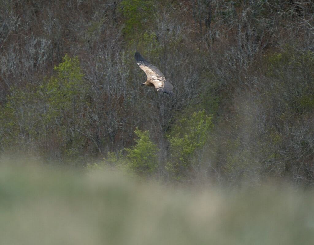 vautour qui vole au Pico Gilbo