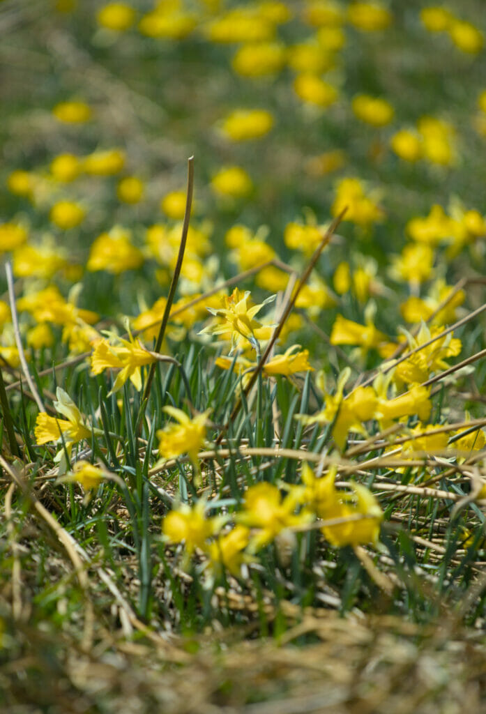 les fleurs des montagnes de Leon