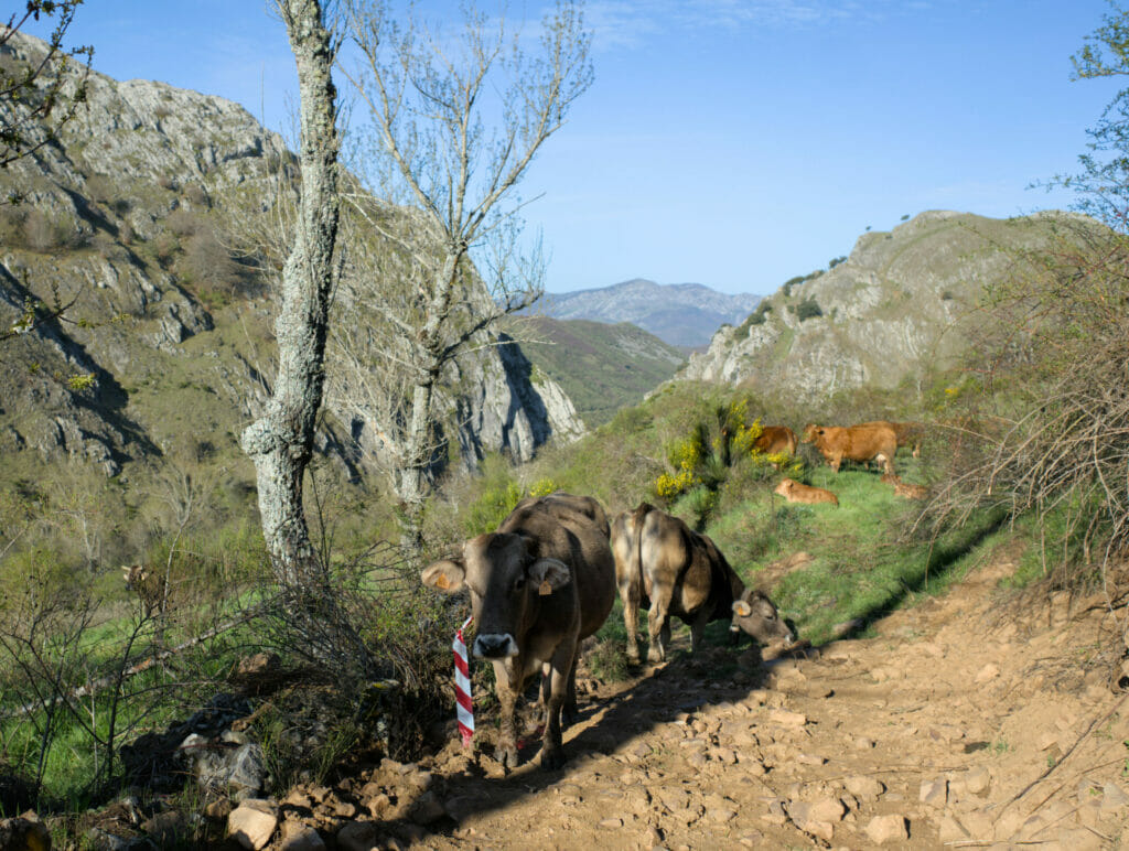 les vaches à la sortie du village