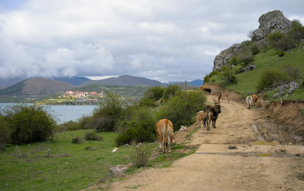 des vaches sur la piste