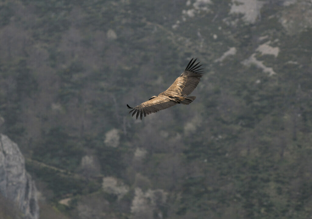 vautour au Pico Gilbo