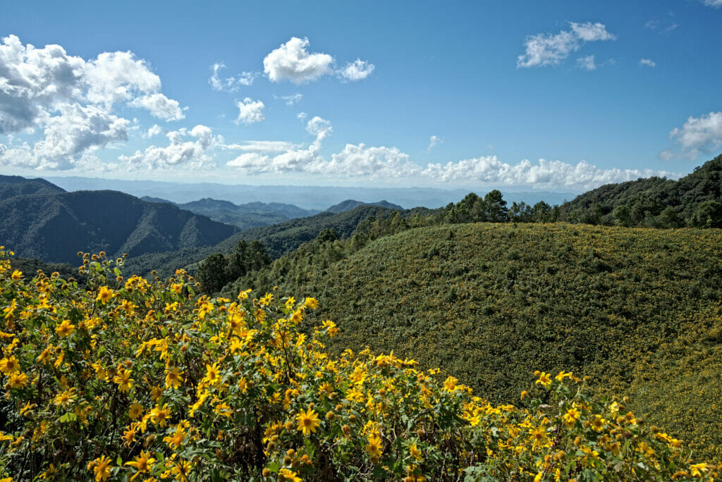 champ de tournesols sauvages de Thung Bua Tong