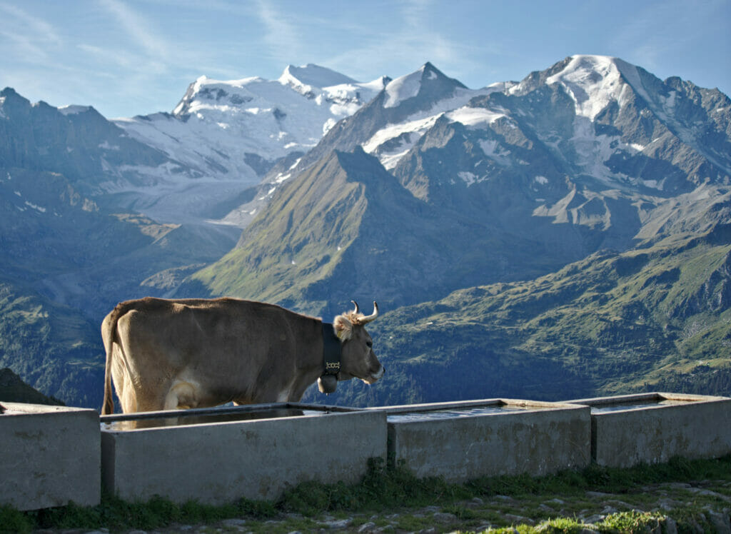 alpage de la chaux