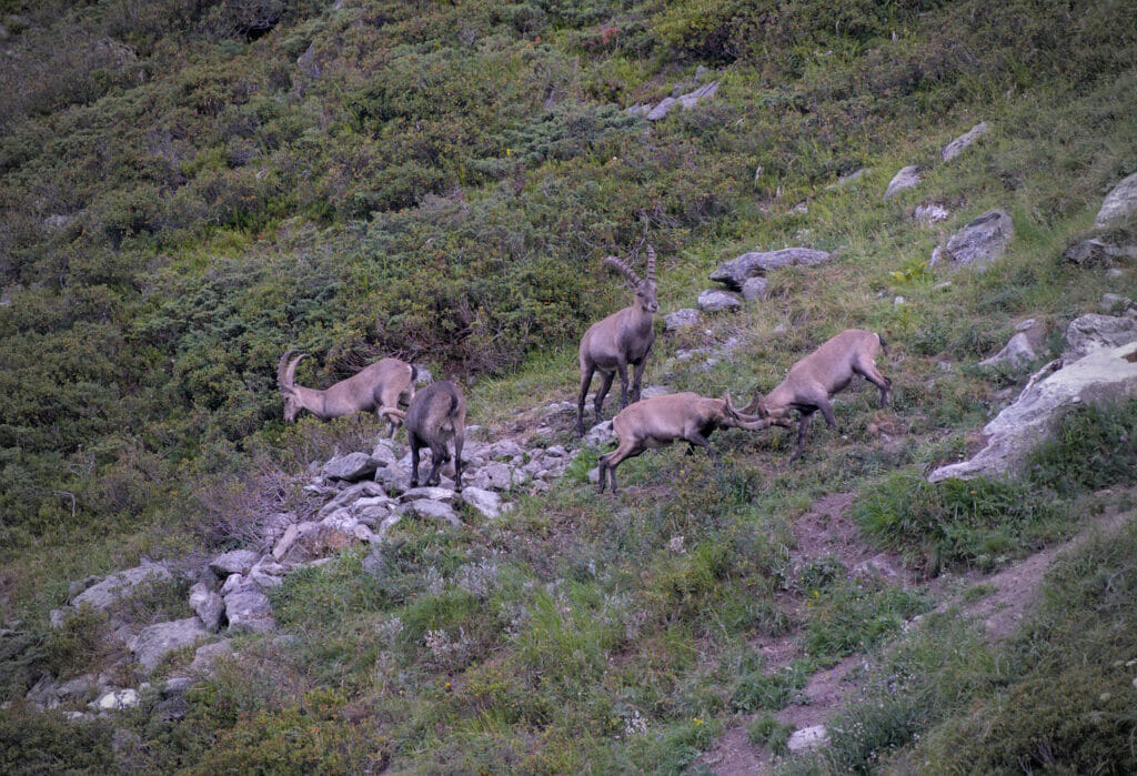 bouquetins valais