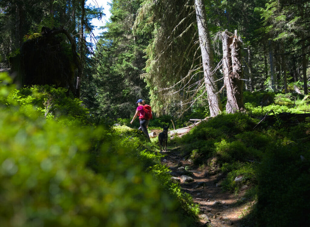 forêt finhaut