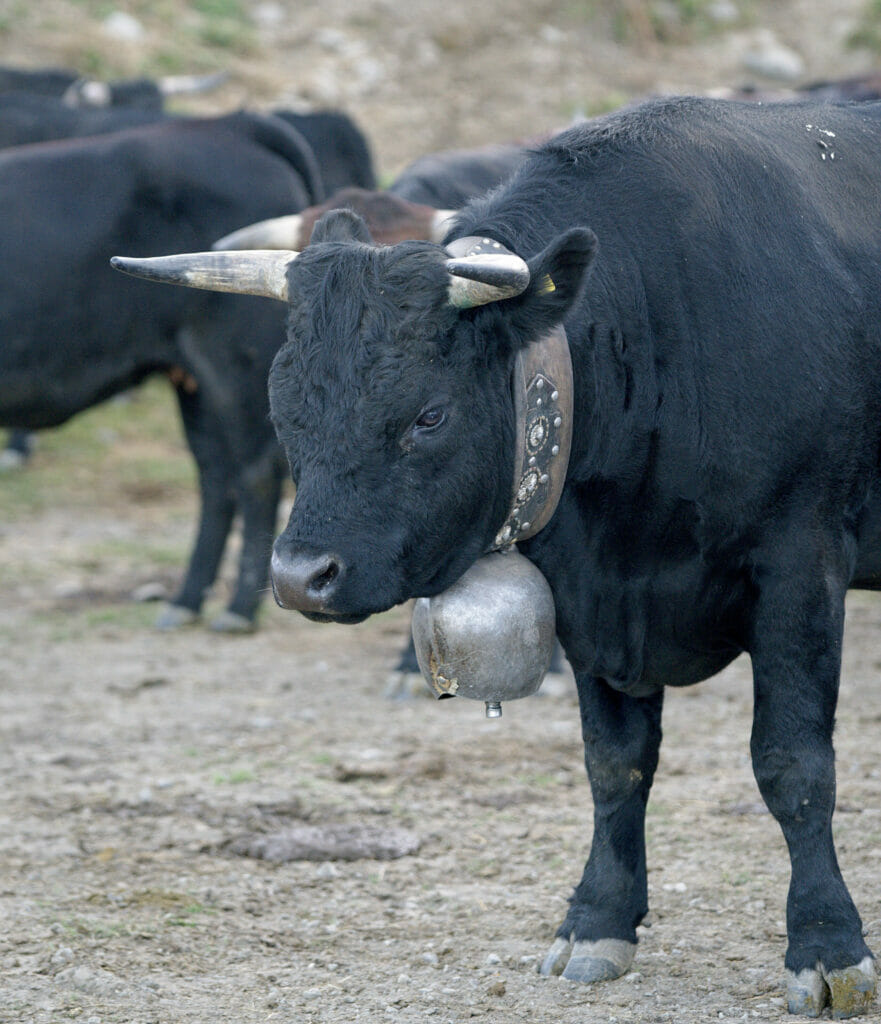 vache d'hérens