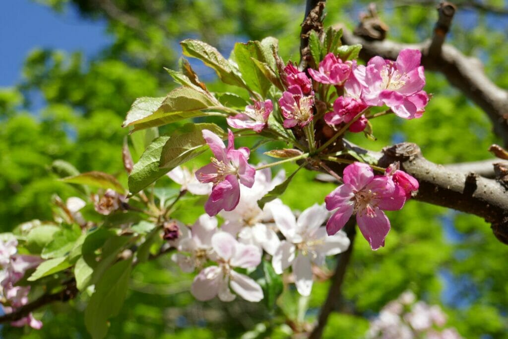 Fleurs de cerisier au Setagayapark de Vienne