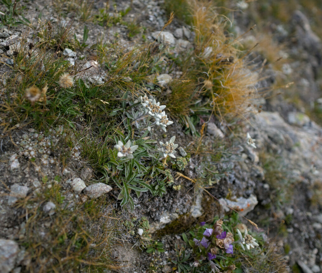 des Edelweiss partout