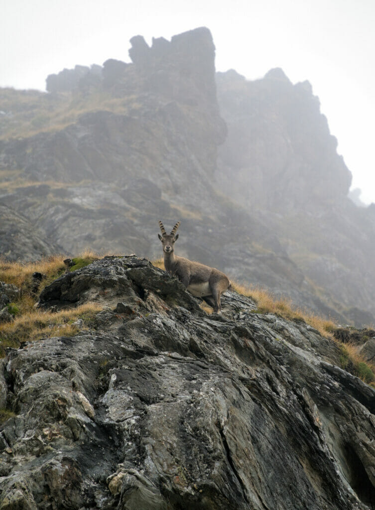 bouquetin col des otanes