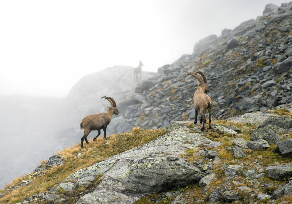 bouquetins alpes