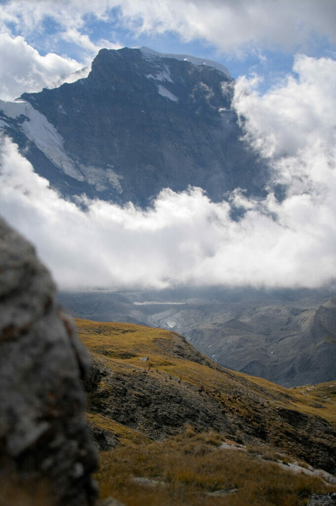 bouqueints sous le grand combin