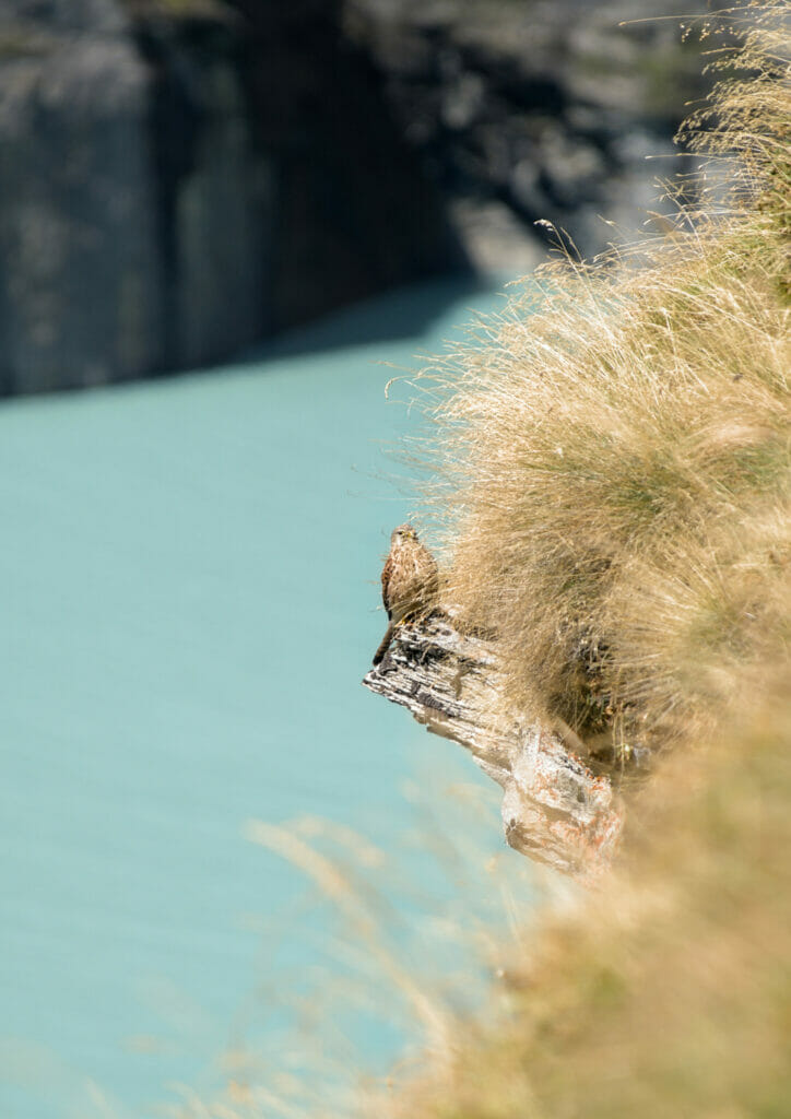 lac de mauvoisin oiseau